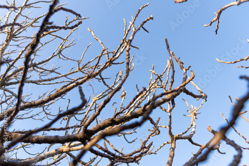 branches of a leafless tree, winter, autumn, tree resting