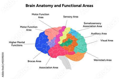 Canvas Print Brain anatomy and functional areas educational
