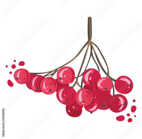 Red berries. Vector Viburnum. Berries on a branch similar to rowan.