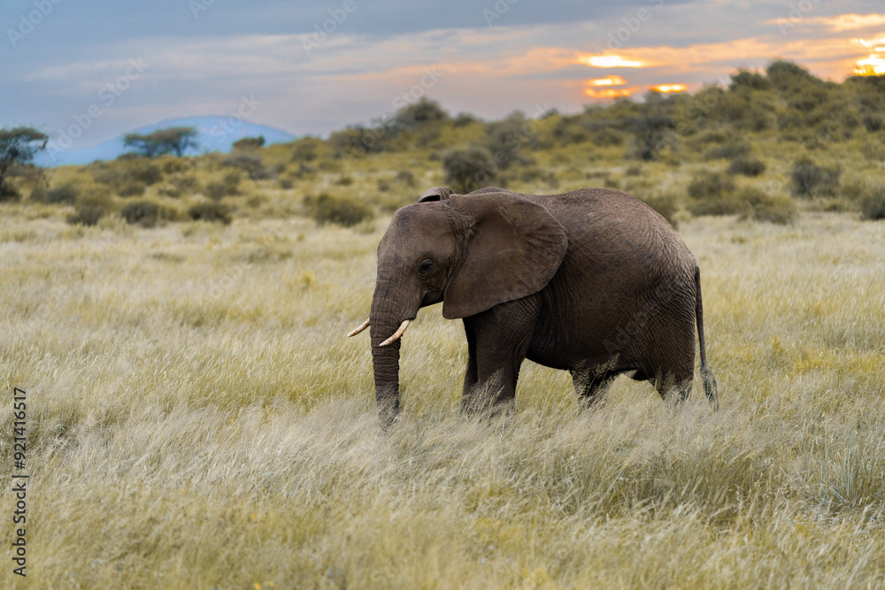 Obraz premium Elephant in the Golden Light of the Kenyan Savanna at Sunset