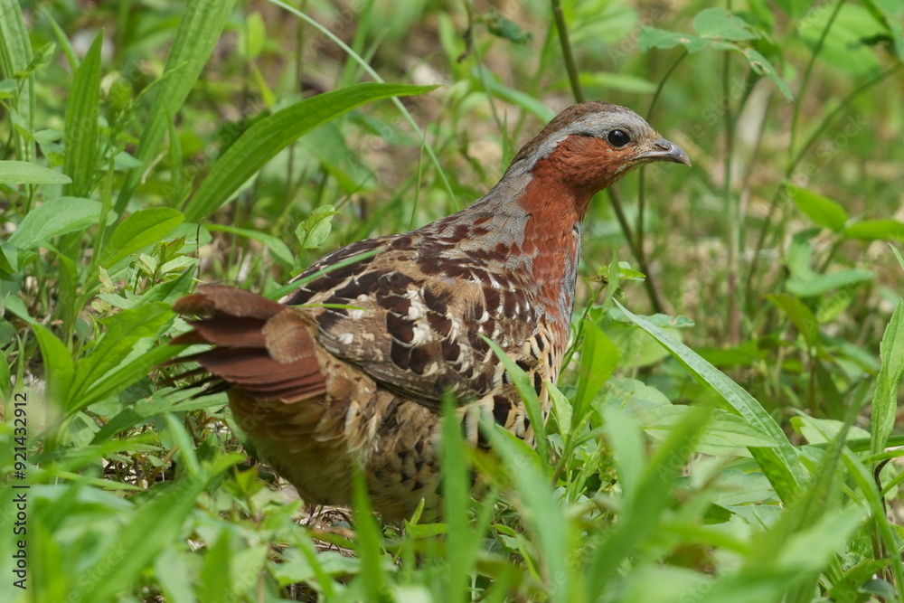 chinese partridge in a forest chinese partridge in a forest