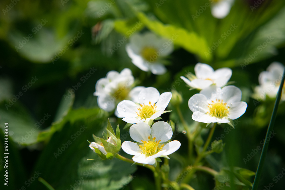 Strawberry flowers in spring in natural habitat. Close-up. Strawberry flowers in spring in natural habitat. Close-up.
