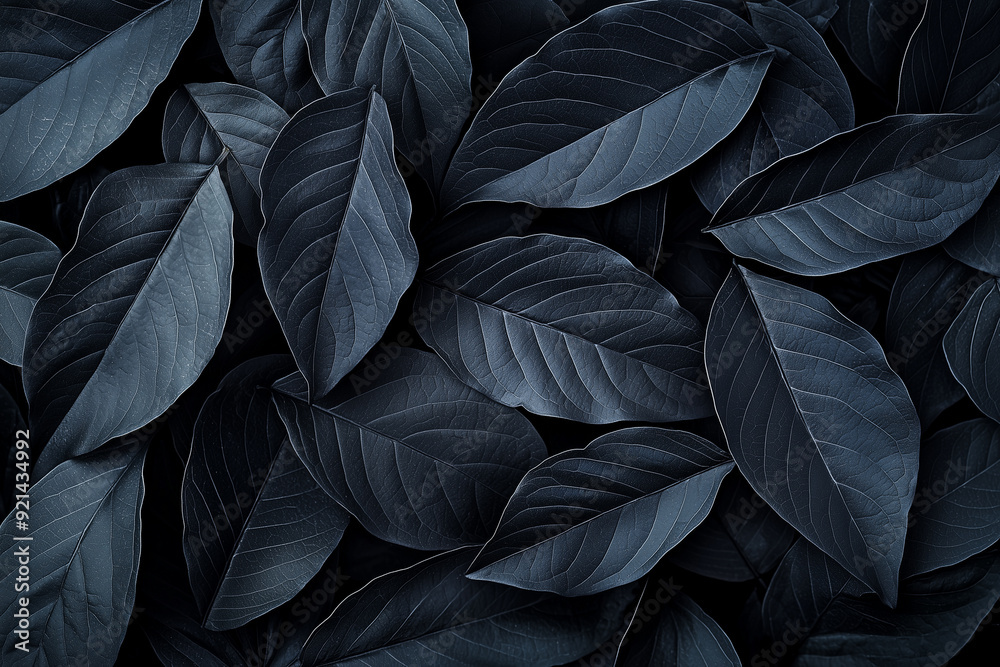 Background of dark large leaves with contrasting white lighting. 