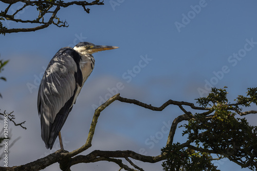 Grey Heron on a branch