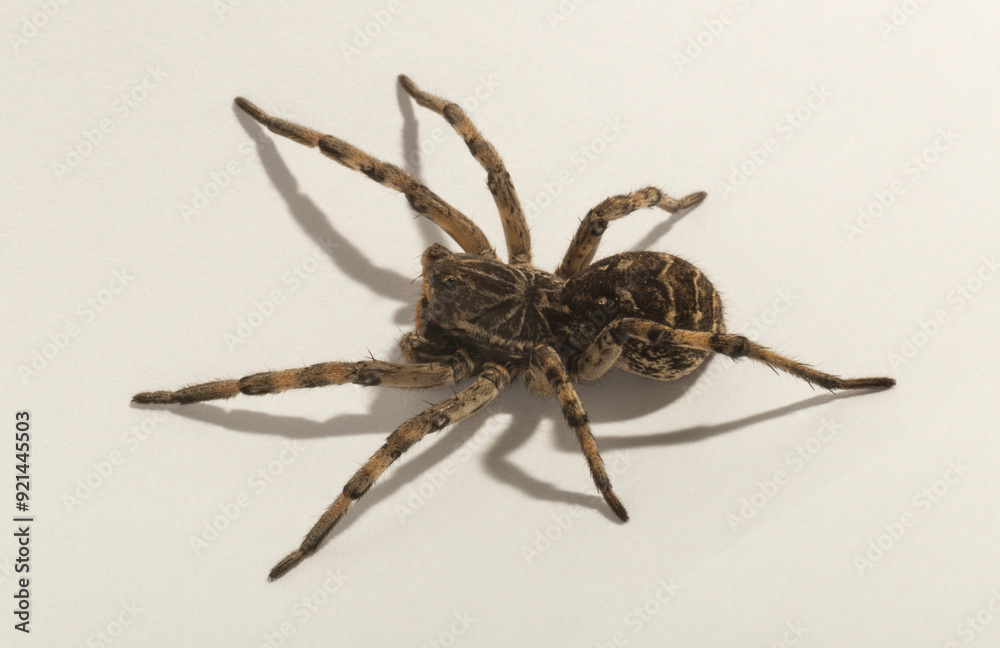 Lycosa is a genus of wolf spiders. (Lycosa singoriensis). Aggressive female insect on a white background. Lycosa is a genus of wolf spiders. (Lycosa singoriensis). Aggressive female insect on a white background.