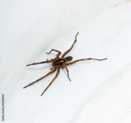 Hogna radiata is a species of wolf spider. A male insect with seven legs.