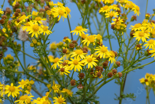 Wallpaper Mural Jakobs Greiskraut, Jakobskraut, (Jacobaea vulgaris, Senecio jacobaea) Torontodigital.ca