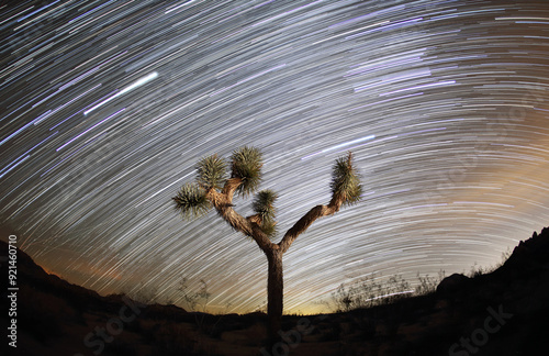 Star trails with Joshua tree