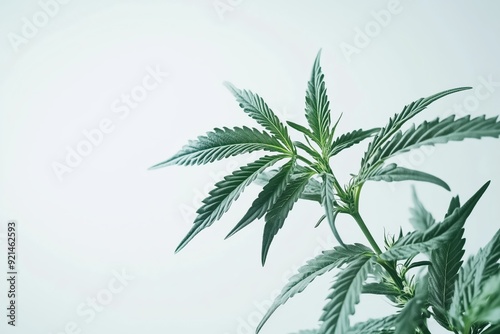 Isolated Closeup of Durban Poison Marijuana Theme Generative Illustration