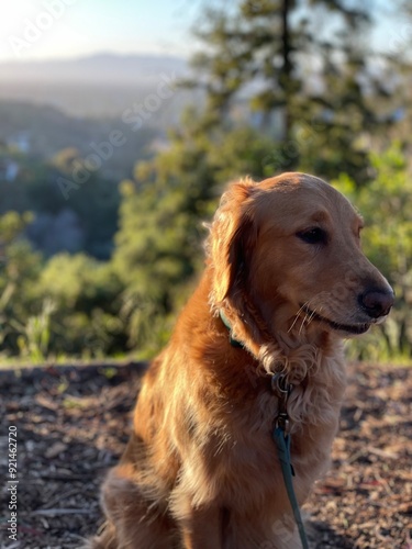 Obraz na płótnie golden retriever dog