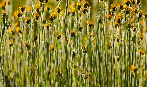 fiddleneck wildflower