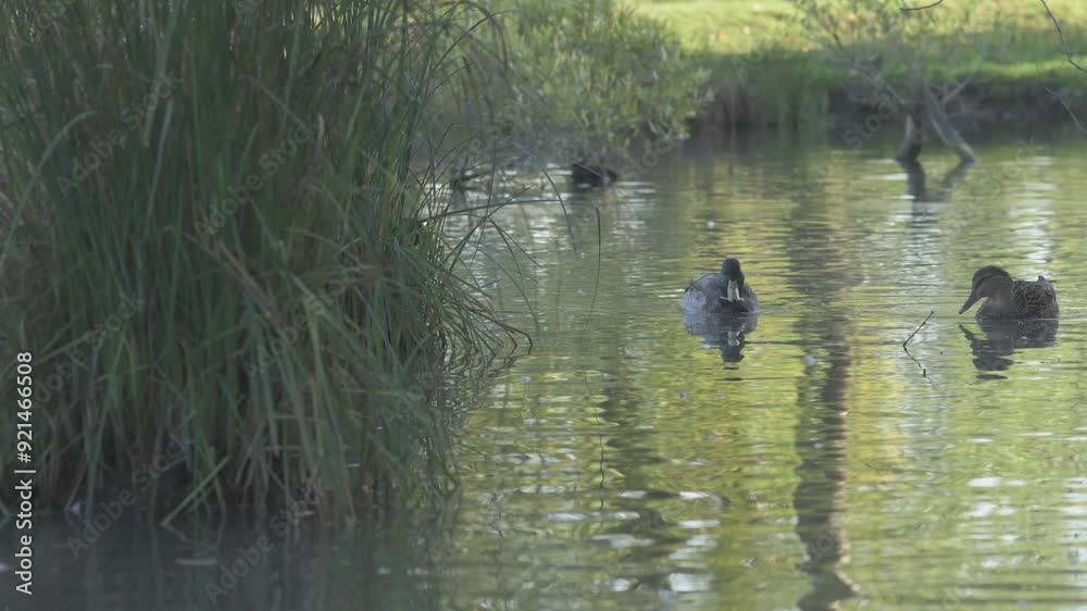 wild mallard ducks ( anas platyrhynchos) swimming in beautiful pond at autumn day/ wild mallard ducks ( anas platyrhynchos) swimming in beautiful pond at autumn day/