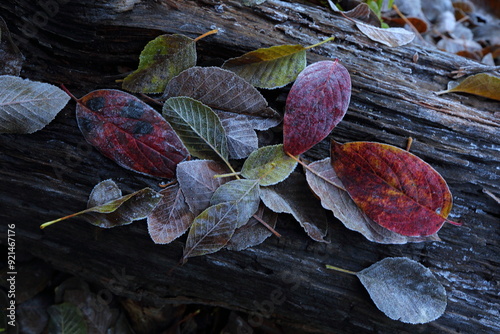 Frosty autumn leaves.