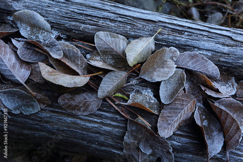 Frosty autumn leaves.