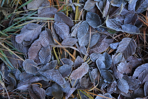 Frosty autumn leaves.