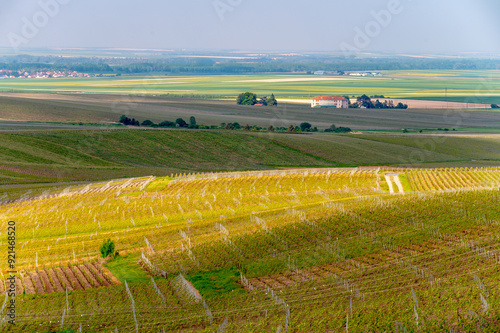 Landscape with green grand cru vineyards near Cramant, region Champagne, France. Cultivation of white chardonnay wine grape on chalky soils of Cote des Blancs. photo