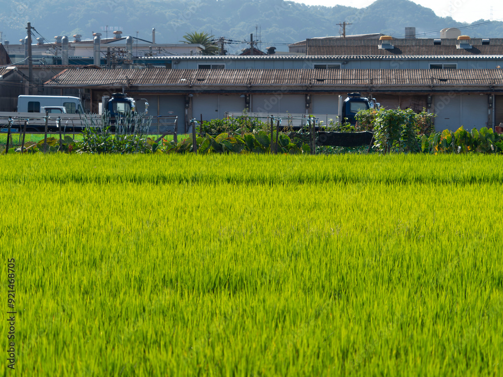 Obraz premium 大阪府八尾市の町工場と田園風景