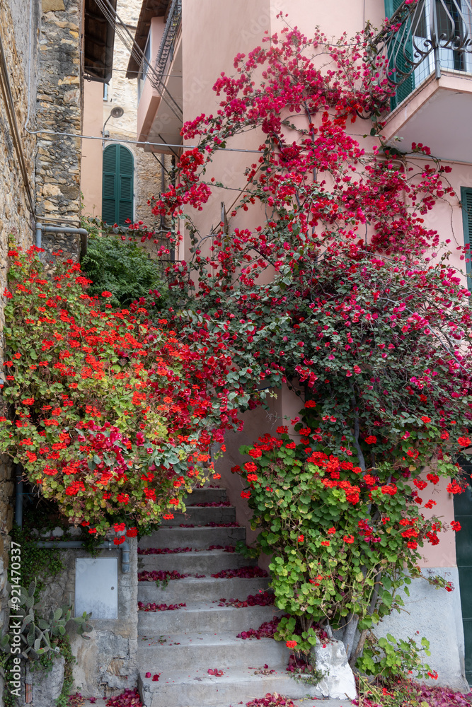 Naklejka premium Bright pink Bougainvillea plant flowers growing on city wall in Liguria, Italy
