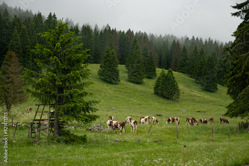 Producing of wheels of Comte cheese in lower Jura, France, Montbeliards or French Simmental cows herd grazing grass on green pasture in summer months photo