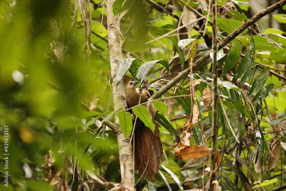 Bay coucal (Centropus celebensis) is a species of cuckoo in the family Cuculidae. It is endemic to Sulawesi, Indonesia. Bay coucal (Centropus celebensis) is a species of cuckoo in the family Cuculidae. It is endemic to Sulawesi, Indonesia.
