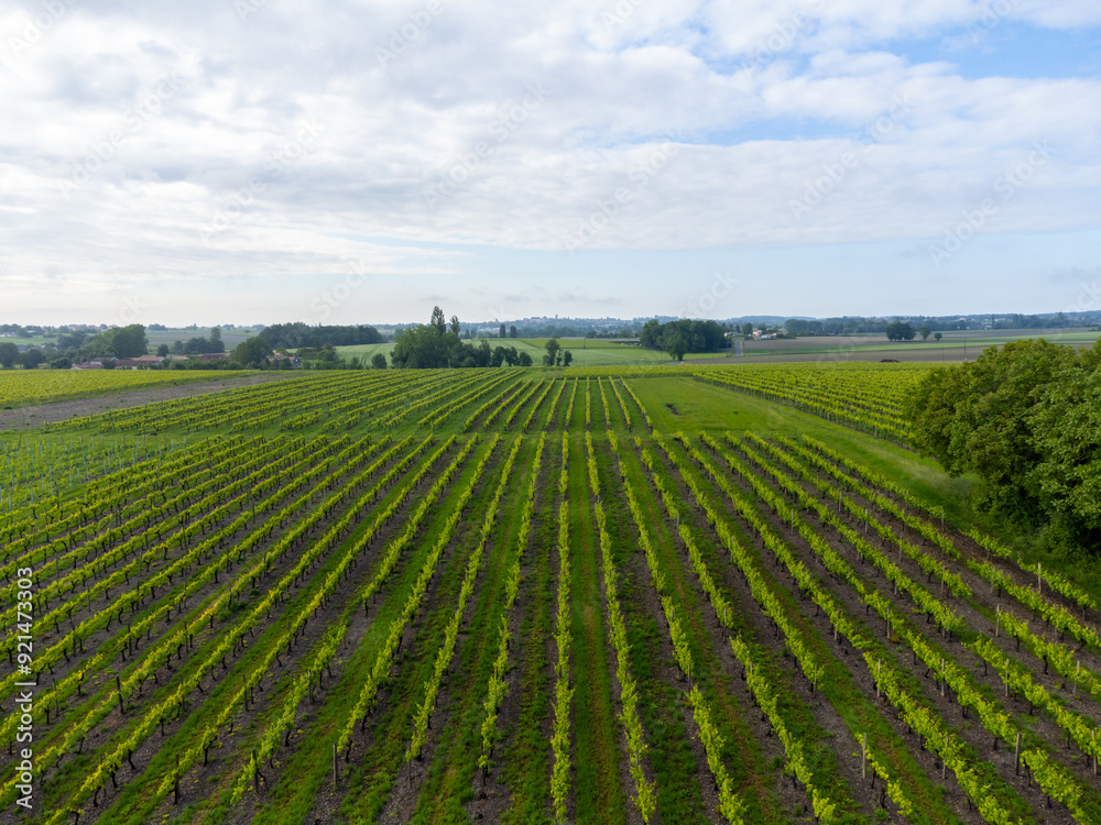 Summer on vineyards of Cognac white wine region, Charente, white ugni blanc grape uses for Cognac strong spirits distillation, France, Grand Champagne region, aerial view