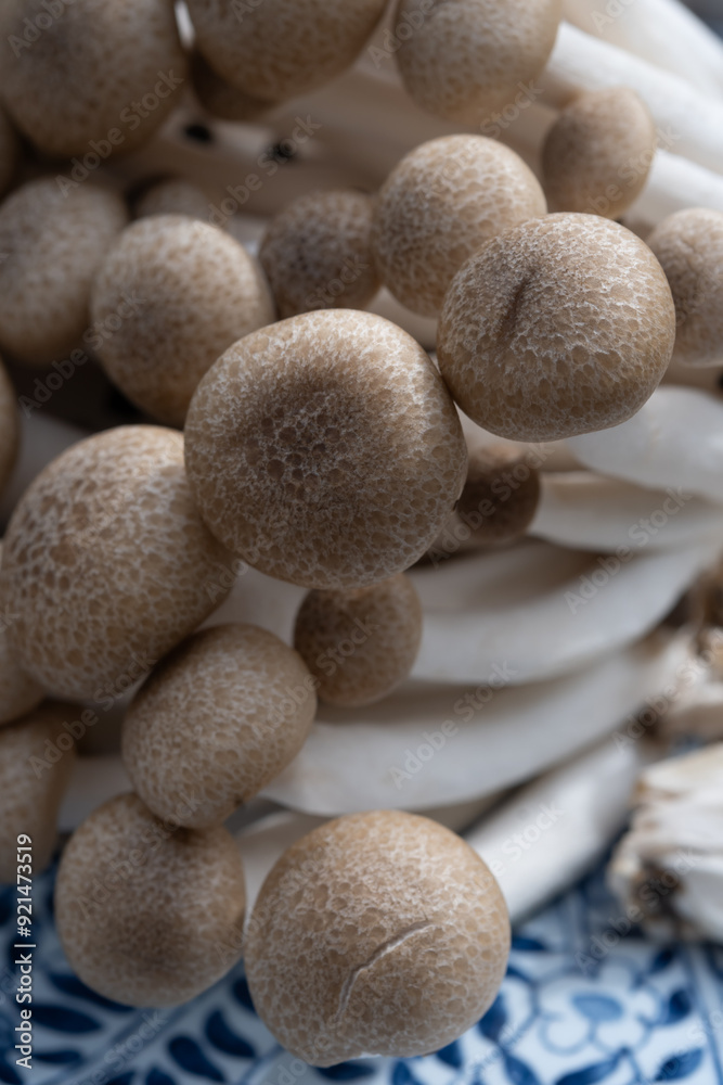 Brown shimeji edible mushrooms native to East Asia, buna-shimeji is widely cultivated and rich in umami tasting compounds Brown shimeji edible mushrooms native to East Asia, buna-shimeji is widely cultivated and rich in umami tasting compounds