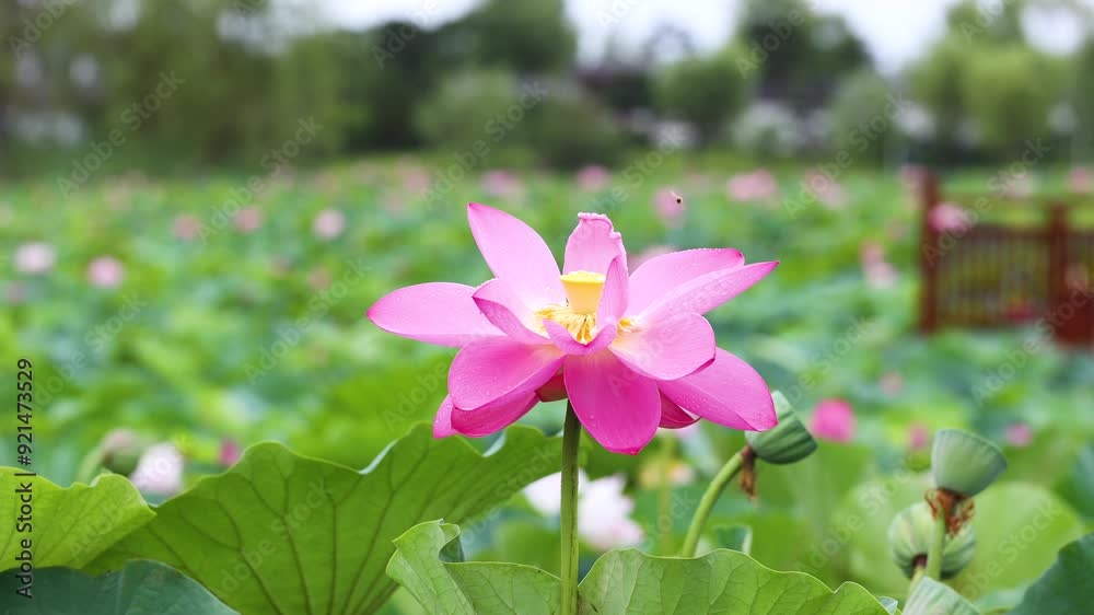 Lotus after a summer rain Lotus after a summer rain