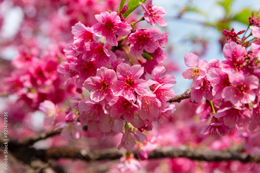 Cherry blossoms in Japan Square in Curitiba. Cherry blossoms in Japan Square in Curitiba.