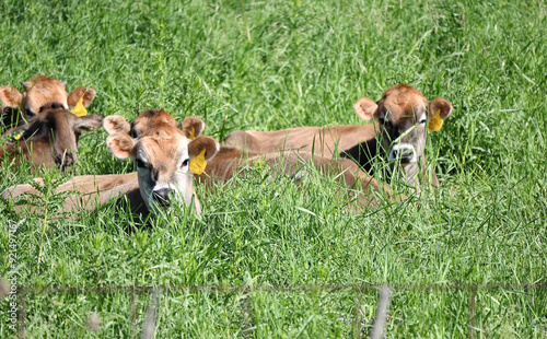 Cows Resting in Tall Grass photo