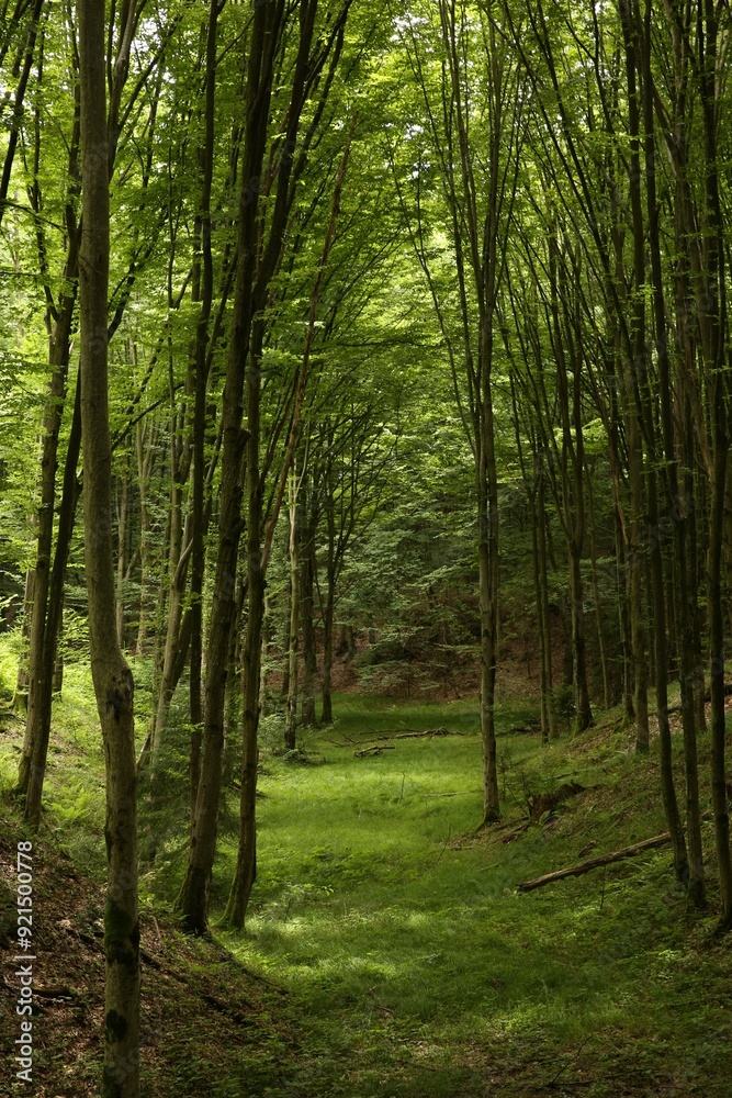 Obraz premium Beautiful trees and green grass in forest