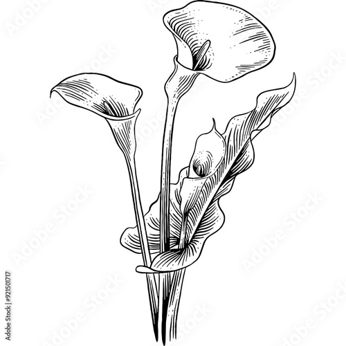 Hand drawn Calla Lily Flowers Sketch Illustration photo