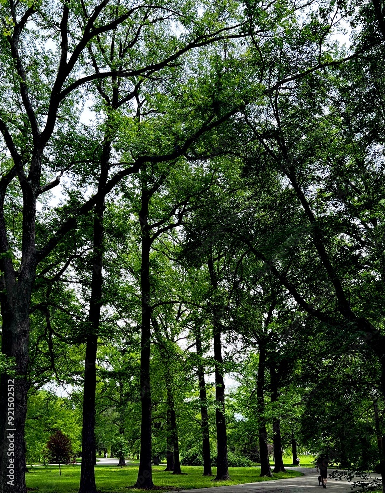 Fototapeta premium trees in the park