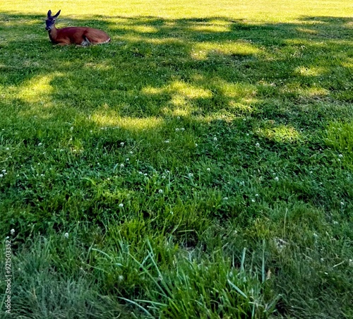 deer in the grass