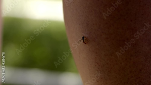 Slow motion close-up hoverfly slowly crawling and sipping sweat on human skin. photo