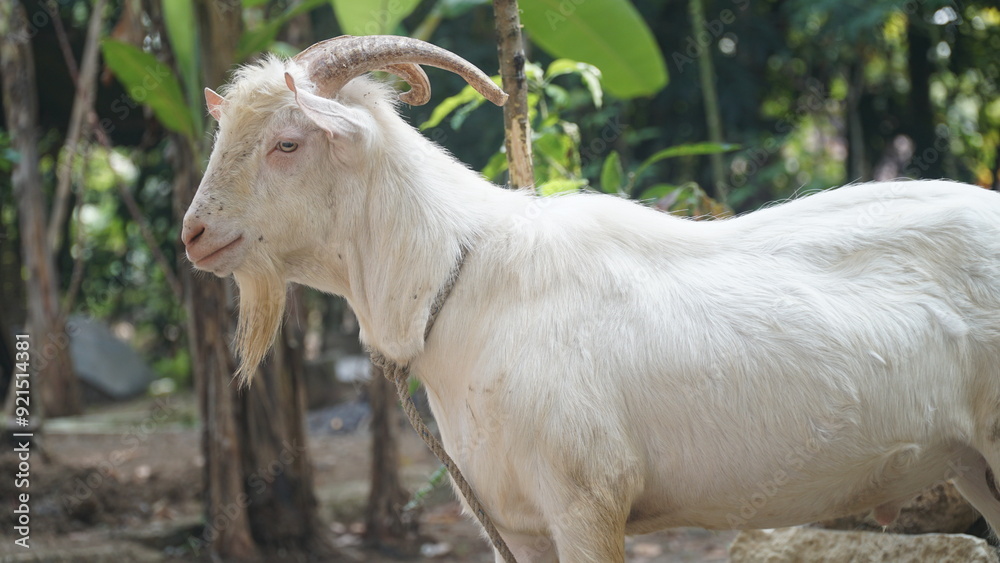 White goat with curved horns and a long beard with a rope around its neck. Focus selected White goat with curved horns and a long beard with a rope around its neck. Focus selected