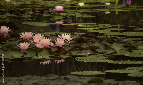 Pink water lilies and leaves in lake.  Beijing, China