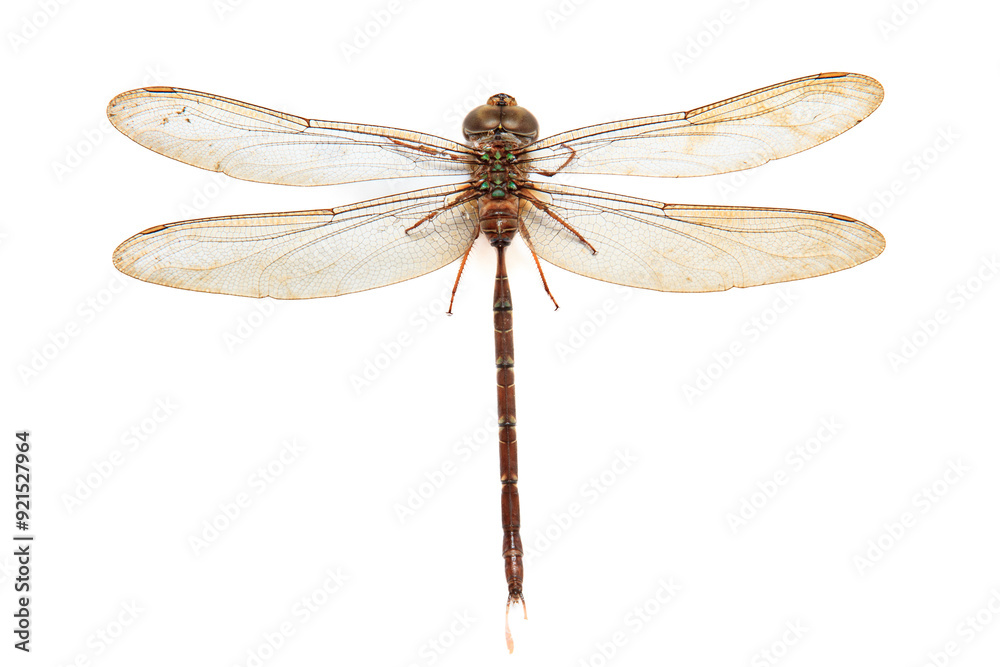 Gynacantha spear-tailed duskhawker Dragonfly on isolated white background, animal closeup (Capung di latar belakang warna putih) Gynacantha spear-tailed duskhawker Dragonfly on isolated white background, animal closeup (Capung di latar belakang warna putih)