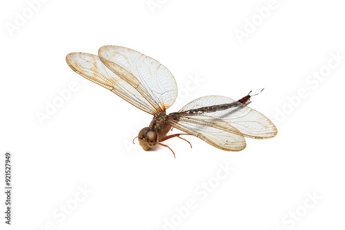 Gynacantha spear-tailed duskhawker Dragonfly on isolated white background, animal closeup (Capung di latar belakang warna putih) photo