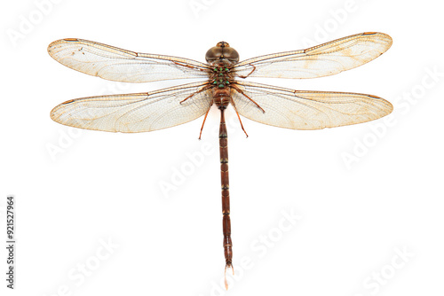 Gynacantha spear-tailed duskhawker Dragonfly on isolated white background, animal closeup (Capung di latar belakang warna putih) photo