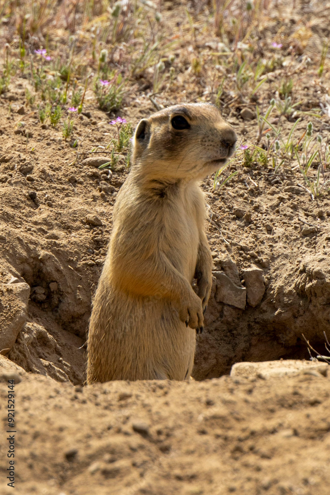 Prairie Dog Prairie Dog
