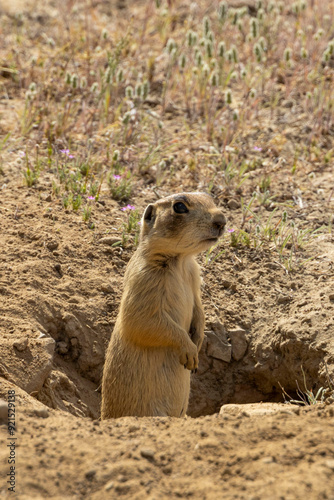 Wallpaper Mural Prairie Dog Torontodigital.ca
