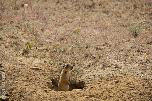 Prairie Dog