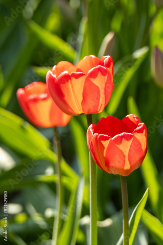 Orange Tulips