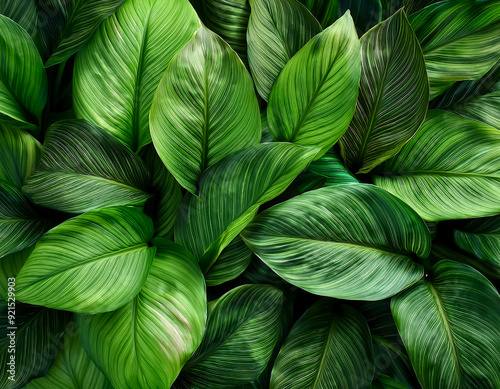 Nature leaves, green tropical forest, backgound concept