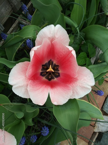 Pink Tulip opening up on a Spring day surrounded by Grape Hyacinth