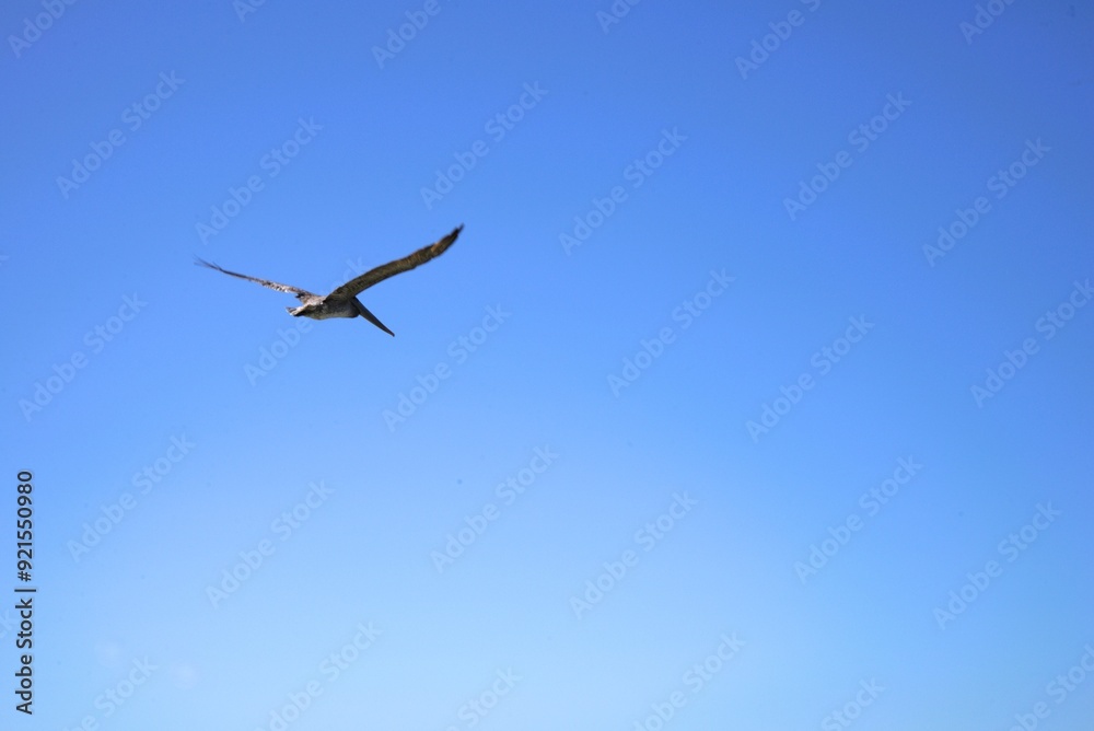 Single pelican (Genus Pelecanus) flying away from the viewer on a clear sunny summer day. Single pelican (Genus Pelecanus) flying away from the viewer on a clear sunny summer day.