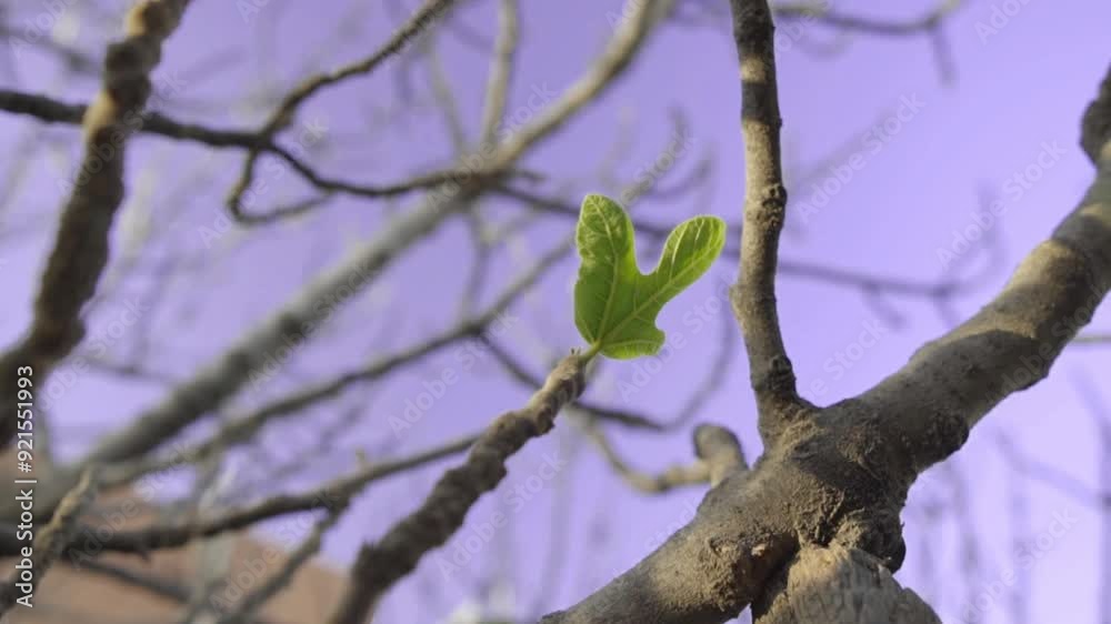 branch and first green spring leaf buds on light blue sky background with copy space.
branch and first green spring leaf buds on light blue sky background with copy space.