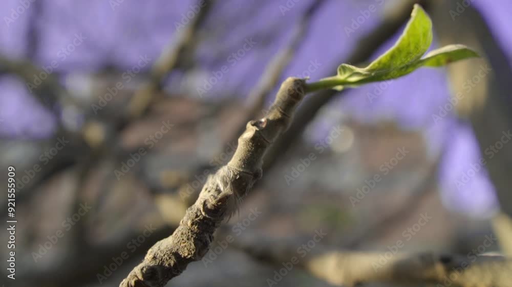 concept of hope and positivism, a leaf sprouting on the branch of a tree in springtime illuminated by the light of an evening, slow motion concept of hope and positivism, a leaf sprouting on the branch of a tree in springtime illuminated by the light of an evening, slow motion