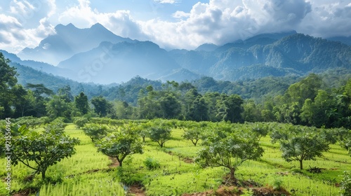 A scenic view of a durian orchard with mountains in the background