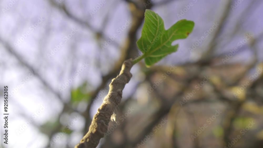 concept of hope and positivism, a leaf sprouting on the branch of a tree in springtime illuminated by the light of an evening, slow motion concept of hope and positivism, a leaf sprouting on the branch of a tree in springtime illuminated by the light of an evening, slow motion